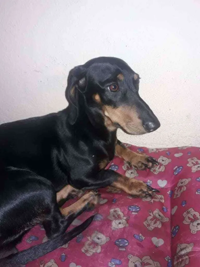 Cachorro raça Salsicha  idade 1 ano nome Salsicha 