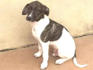 Cachorro raça Linda idade 2 a 6 meses nome Pinhão 