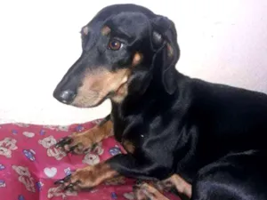 Cachorro raça Salsicha  idade 1 ano nome Salsicha 