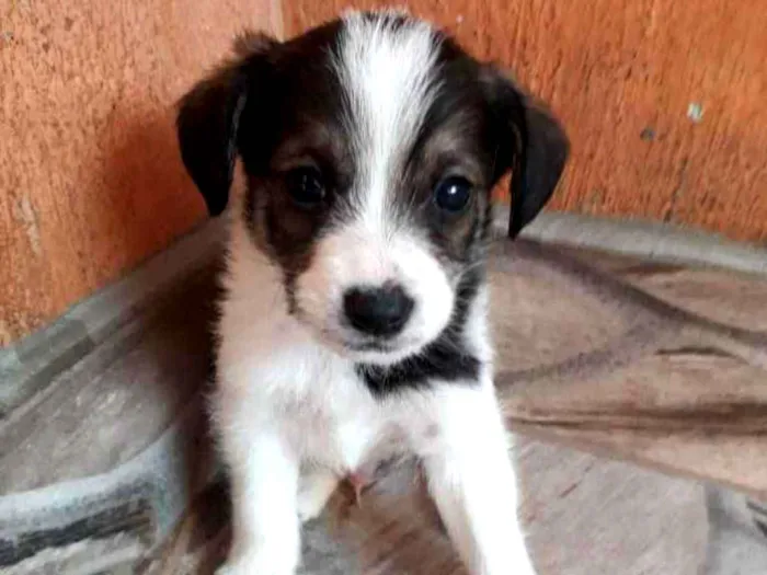 Cachorro ra a SRD-ViraLata idade 2 a 6 meses nome Filhotes