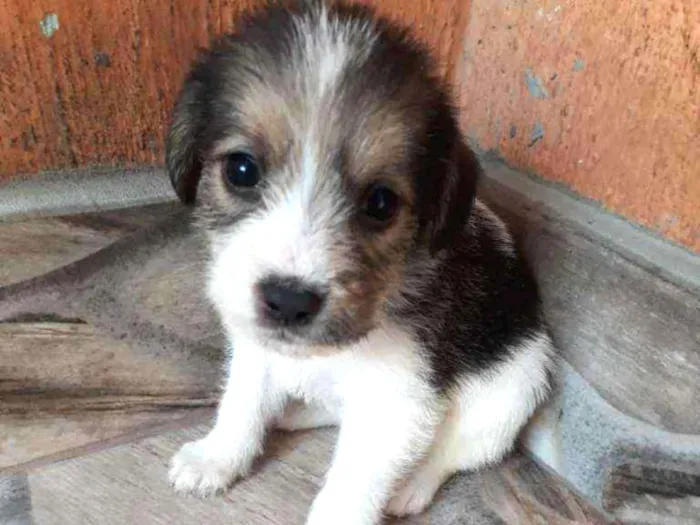 Cachorro ra a SRD-ViraLata idade 2 a 6 meses nome Filhotes