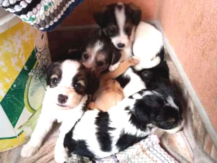 Cachorro ra a SRD-ViraLata idade 2 a 6 meses nome Filhotes