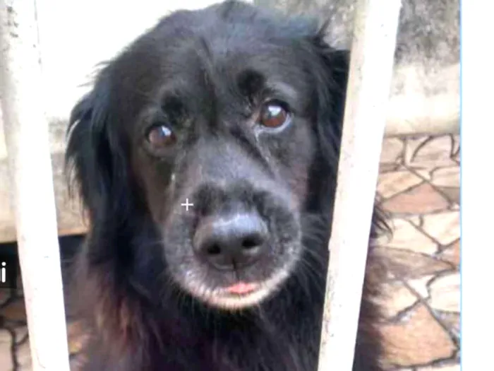 Cachorro ra a Sem definiçao idade 6 ou mais anos nome Negao