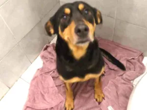 Cachorro raça SRD-ViraLata idade 4 anos nome Jade