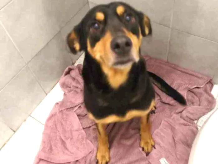 Cachorro ra a SRD-ViraLata idade 4 anos nome Jade