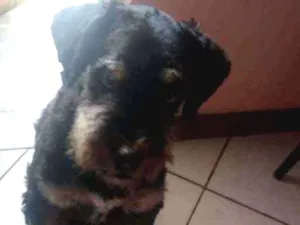 Cachorro raça Poodle  idade 5 anos nome gorge luiz