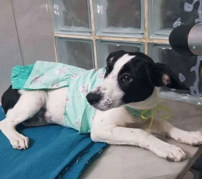 Cachorro ra a SRD idade 2 a 6 meses nome Flor
