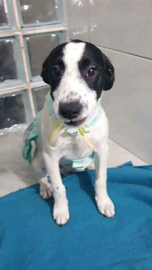 Cachorro ra a SRD idade 2 a 6 meses nome Flor