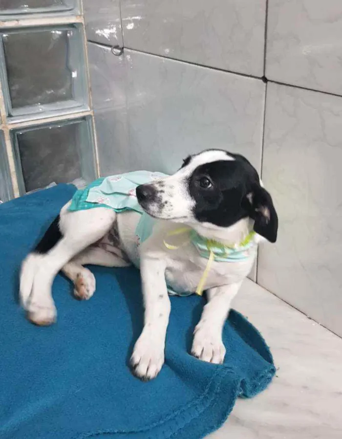 Cachorro ra a SRD idade 2 a 6 meses nome Flor