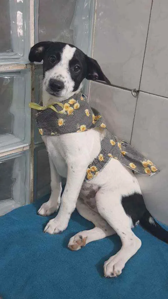 Cachorro ra a SRD idade 2 a 6 meses nome Flor