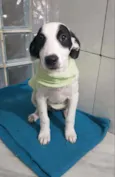 Bob