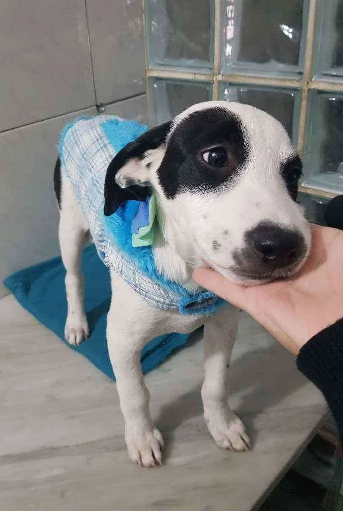 Cachorro ra a SRD idade 2 a 6 meses nome Bob