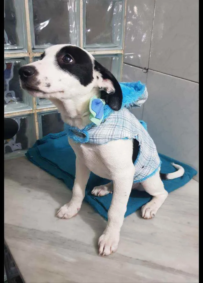 Cachorro ra a SRD idade 2 a 6 meses nome Bob