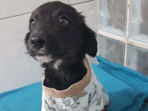 Cachorro raça SRD idade 2 a 6 meses nome Marley