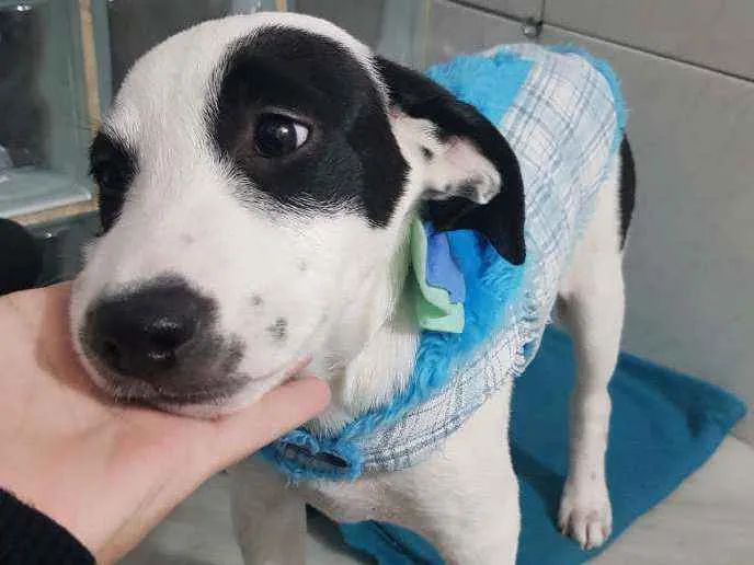 Cachorro ra a SRD idade 2 a 6 meses nome Bob
