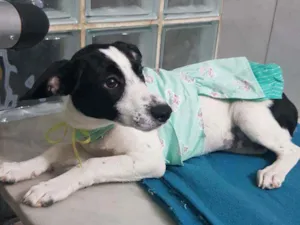 Cachorro raça SRD idade 2 a 6 meses nome Flor