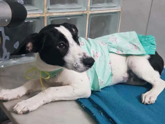 Cachorro ra a SRD idade 2 a 6 meses nome Flor
