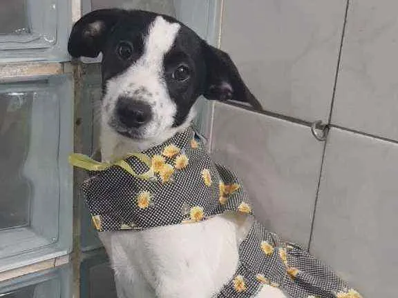Cachorro ra a SRD idade 2 a 6 meses nome Flor