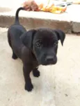 Cão