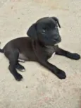 Cão