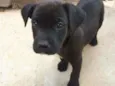 Cão