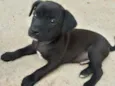 Cão