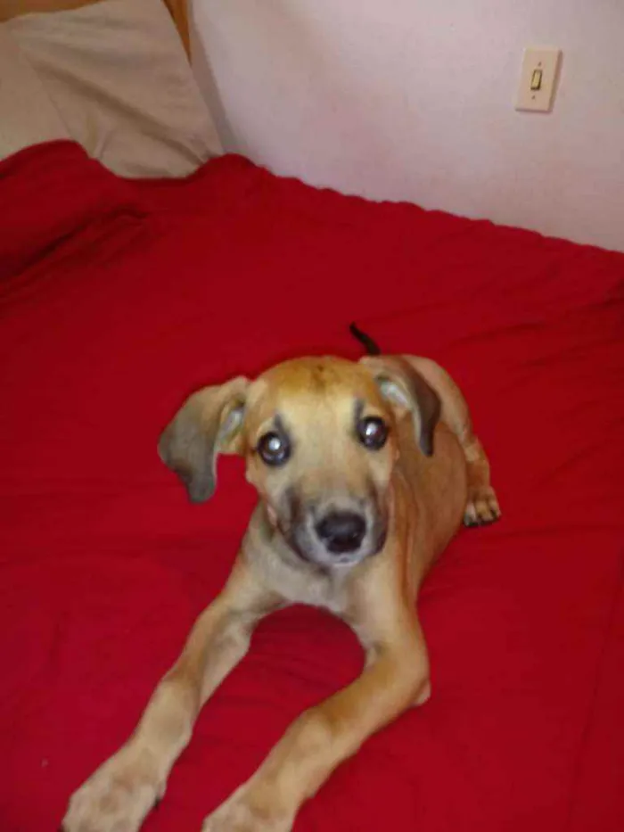 Cachorro raça Vira lata idade 2 a 6 meses nome Sem nome