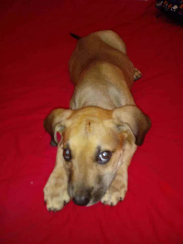 Cachorro raça Vira lata idade 2 a 6 meses nome Sem nome
