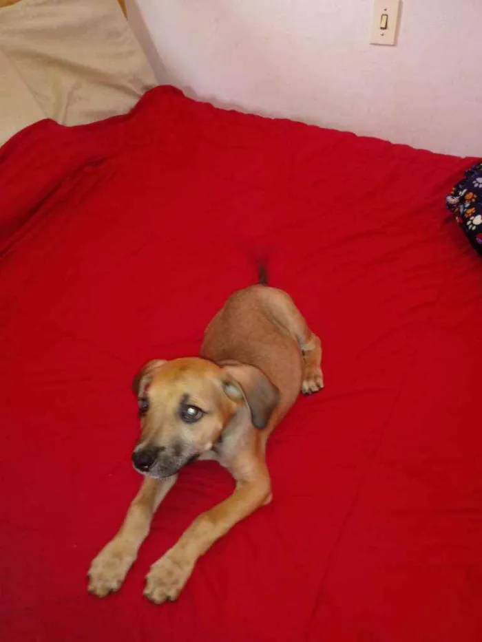 Cachorro raça Vira lata idade 2 a 6 meses nome Sem nome