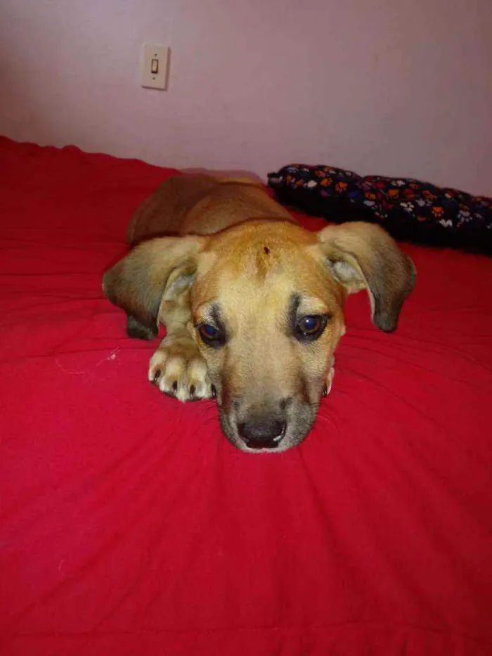 Cachorro raça Vira lata idade 2 a 6 meses nome Sem nome