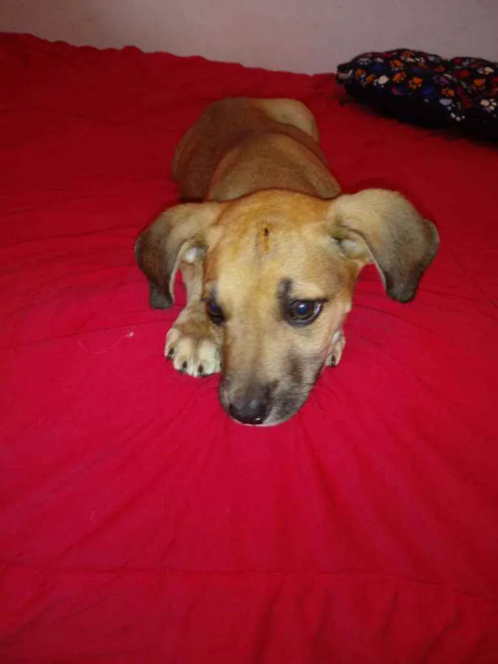 Cachorro raça Vira lata idade 2 a 6 meses nome Sem nome