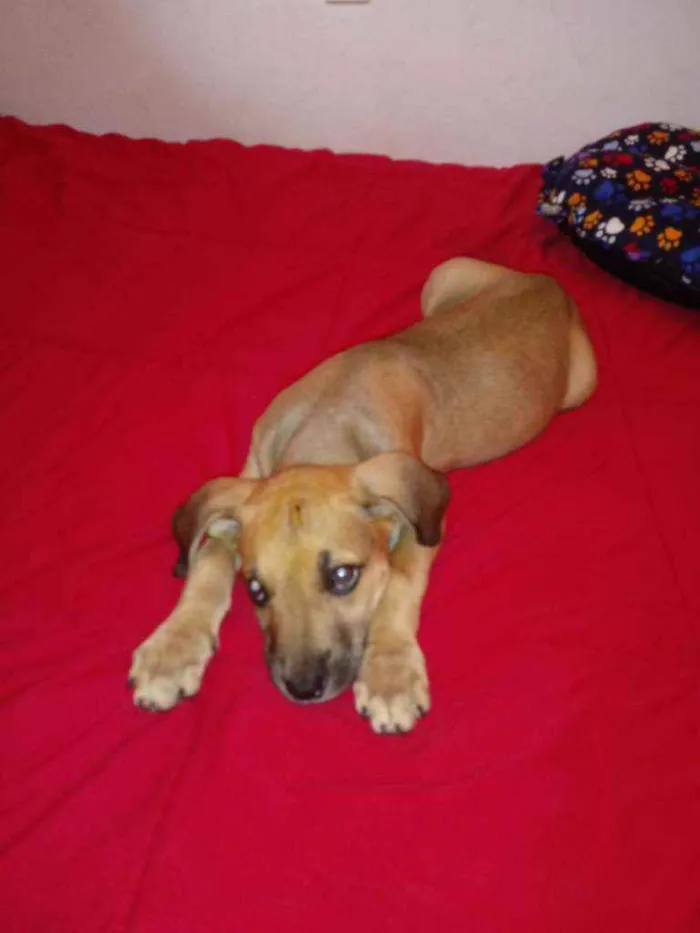 Cachorro raça Vira lata idade 2 a 6 meses nome Sem nome