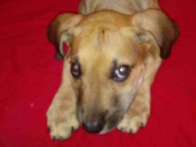 Cachorro raça Vira lata idade 2 a 6 meses nome Sem nome