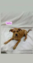 Safira