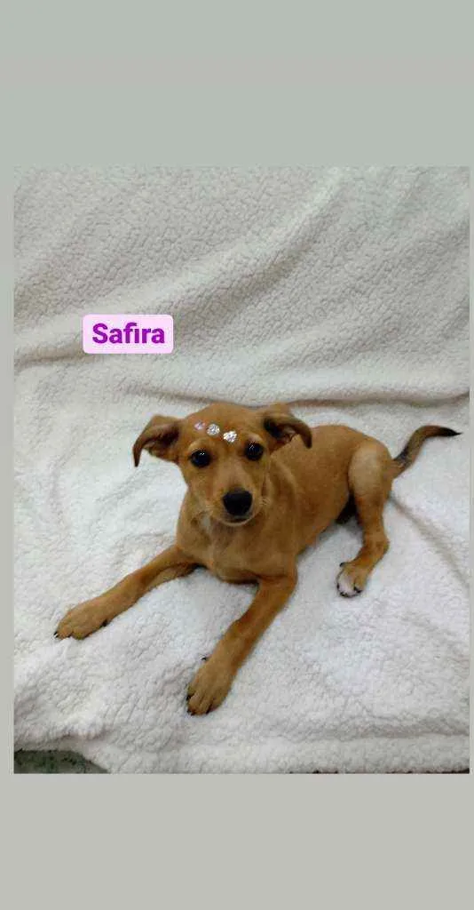 Cachorro ra a Srd idade 2 a 6 meses nome Safira