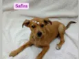 Safira