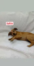 Safira