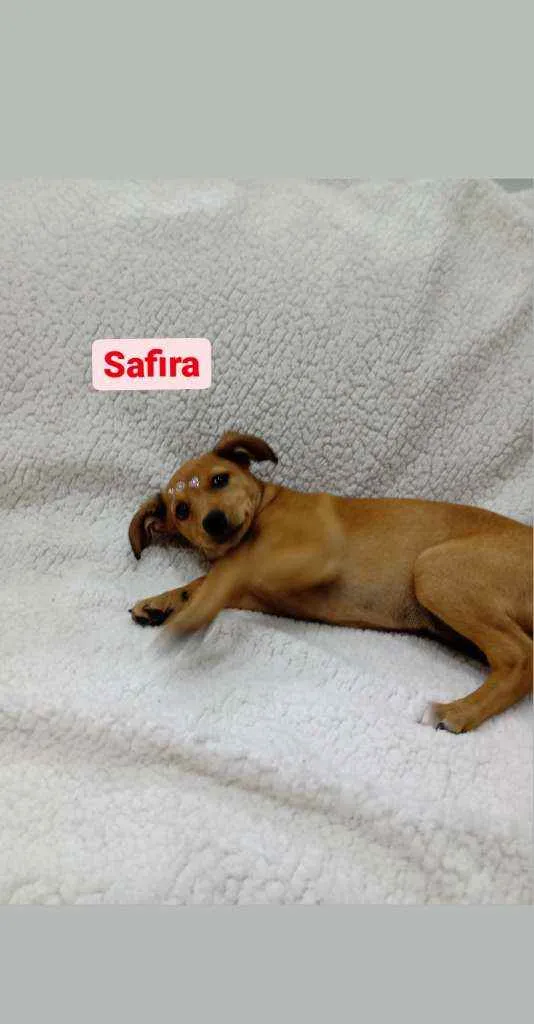 Cachorro ra a Srd idade 2 a 6 meses nome Safira