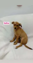 Safira