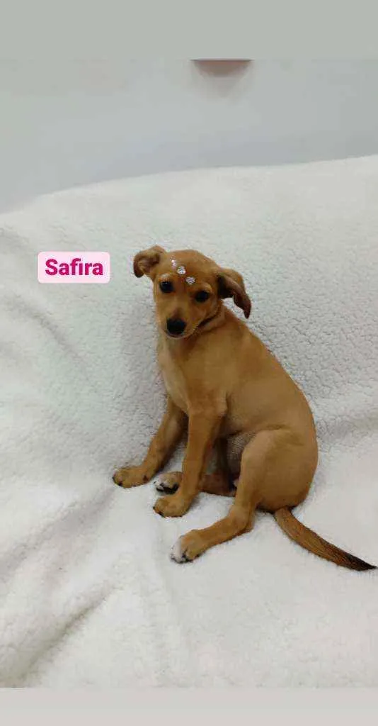 Cachorro ra a Srd idade 2 a 6 meses nome Safira