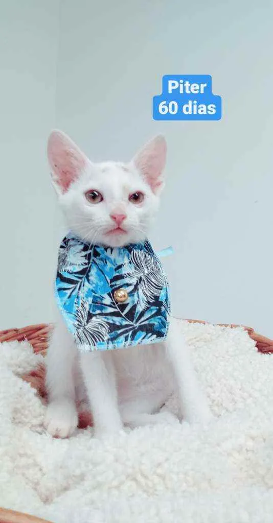 Gato ra a Srd idade 2 a 6 meses nome Piter