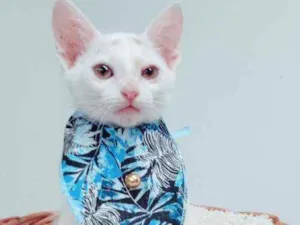Gato raça Srd idade 2 a 6 meses nome Piter