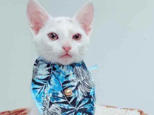 Gato ra a Srd idade 2 a 6 meses nome Piter