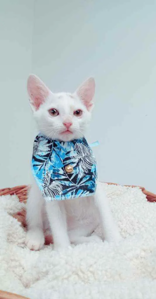Gato ra a Srd idade 2 a 6 meses nome Piter