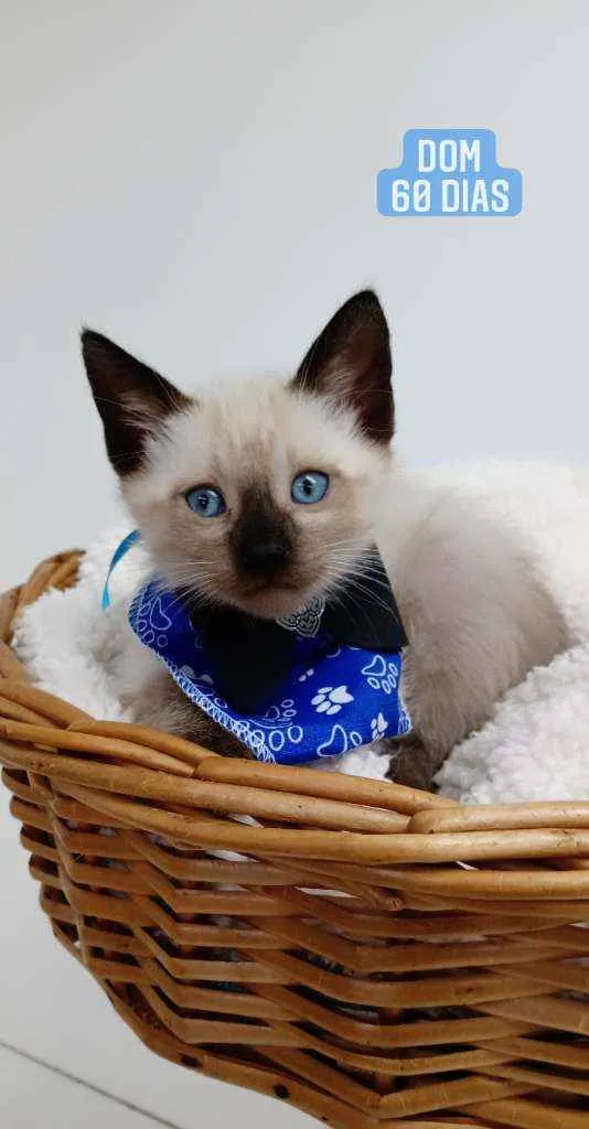 Gato ra a Srd idade 2 a 6 meses nome Dom