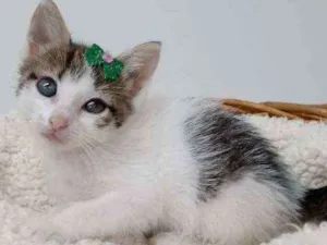Cachorro raça Srd idade Abaixo de 2 meses nome Liza e kate