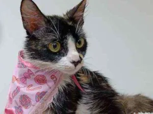 Gato raça Srd idade 2 a 6 meses nome Cleo