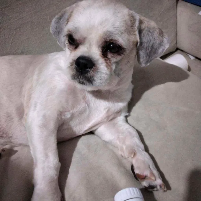 Cachorro ra a Shitzu idade 1 ano nome Lord