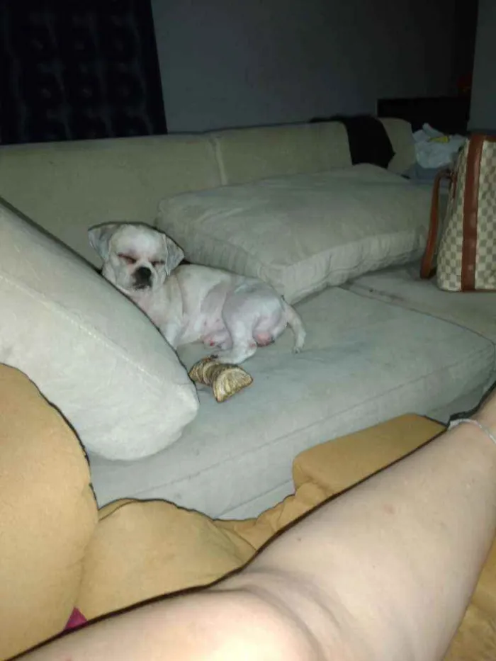 Cachorro ra a Shitzu idade 1 ano nome Lord