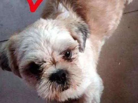 Cachorro ra a Shitzu idade 1 ano nome Lord